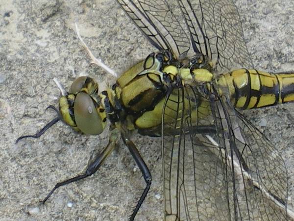 Orthetrum cancellatum
